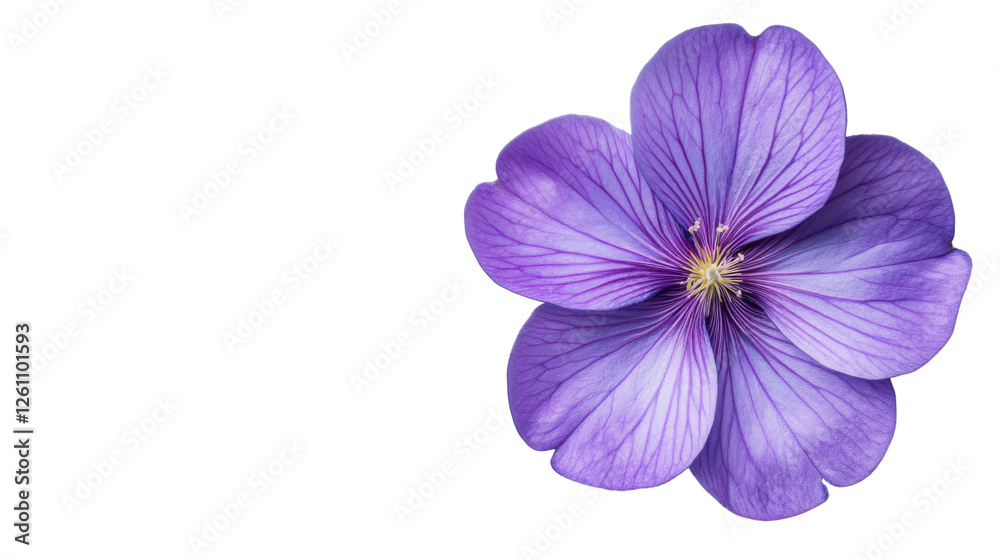 Obraz premium Purple flower with transparent background showing veins and pistil