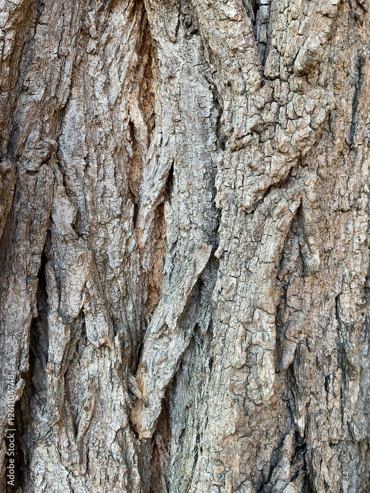Rough tree bark with deep cracks, grooves, and intricate organic details Rough tree bark with deep cracks, grooves, and intricate organic details