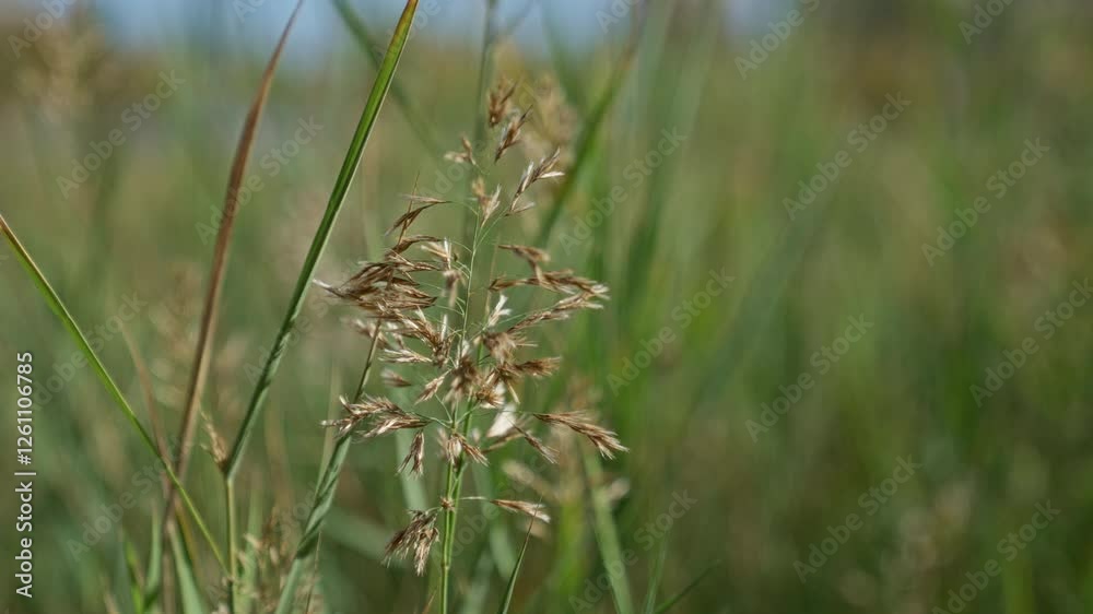 Closeup of wild grass in a sunny field in murcia, spain highlighting its delicate structure with a blurred natural background accentuating its wild, outdoor essence. Closeup of wild grass in a sunny field in murcia, spain highlighting its delicate structure with a blurred natural background accentuating its wild, outdoor essence.
