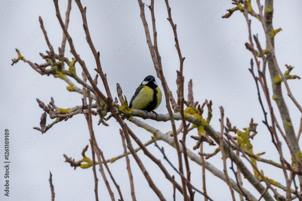 Fototapeta premium great tit parus major