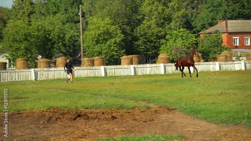 A lonely horse gallops in a closed pen. Horse farm concept.