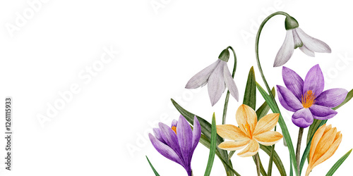 Wallpaper Mural crocus and snowdrop flowers, watercolor illustration, isolated on white. Hand drawn botanical template with space for text. Template for cards, logos, prints, wedding design Torontodigital.ca