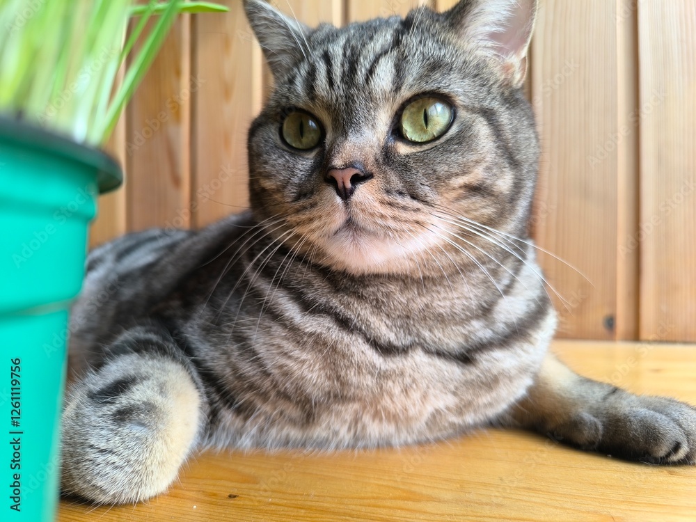 Scottish straight-eared grey striped cat.