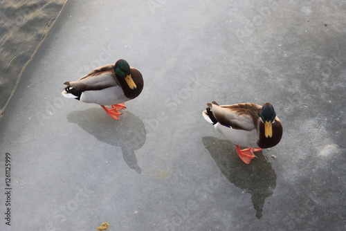 Two mallard ducks on the edge of an ice floe near the water