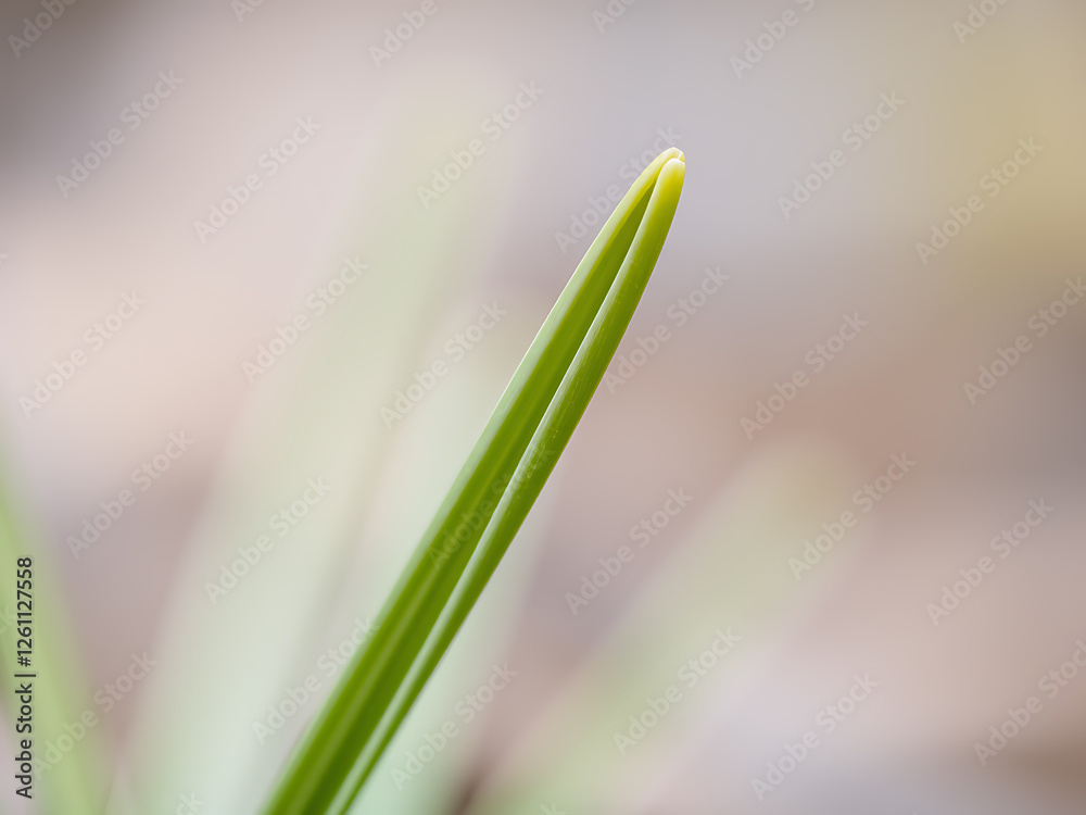 Close up of a green crocus leaf tip with blurred background Close up of a green crocus leaf tip with blurred background