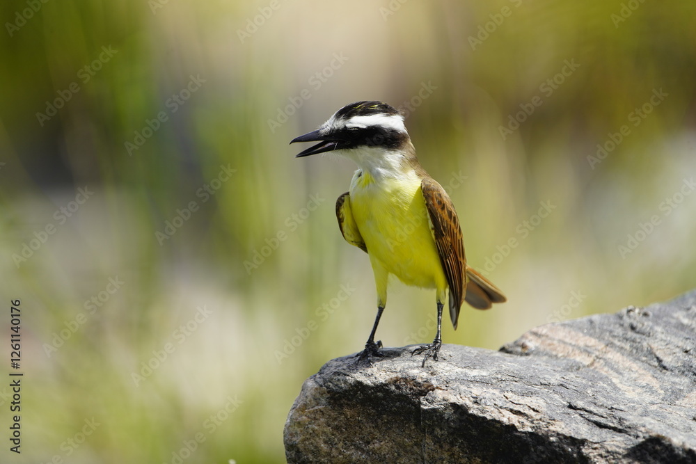 The great kiskadee (Pitangus sulphuratus), called bem-te-vi in Brazil, pitogue in Paraguay, benteveo or bichofeo in Argentina and Uruguay, Fortaleza Ceará, Brazil.
The great kiskadee (Pitangus sulphuratus), called bem-te-vi in Brazil, pitogue in Paraguay, benteveo or bichofeo in Argentina and Uruguay, Fortaleza Ceará, Brazil.