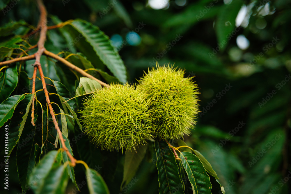Autumn texture of chestnut trees with the first green spiny chestnuts, in Hakone, Japan. Close-up photograph with selective focus. Autumn texture of chestnut trees with the first green spiny chestnuts, in Hakone, Japan. Close-up photograph with selective focus.