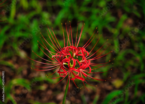 Obraz na plátně Lycoris radiata is a herbaceous, perennial, bulbous species native to Asia and belonging to the Amaryllidaceae family