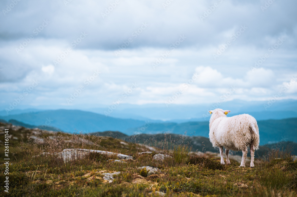 Obraz premium sheep on the mountain