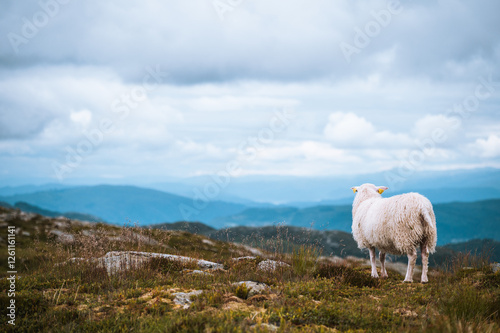 sheep on the mountain photo