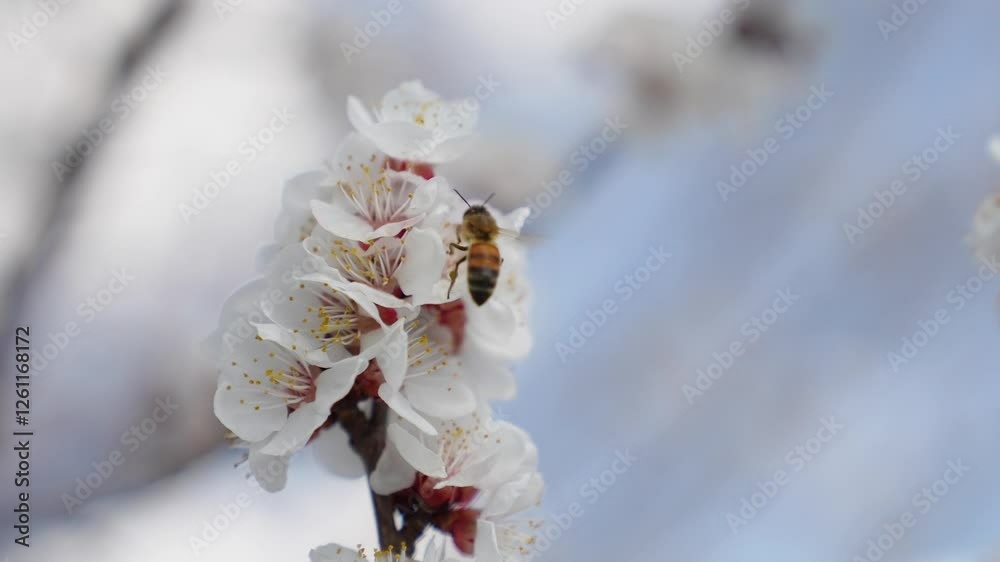 Apricot flowers on branch against blue sky, bee insect pollinates flowers collects nectar. Fruit trees bloom in spring. Bee is sitting on flower. Nature, environmentally friendly world. Worker bee Apricot flowers on branch against blue sky, bee insect pollinates flowers collects nectar. Fruit trees bloom in spring. Bee is sitting on flower. Nature, environmentally friendly world. Worker bee