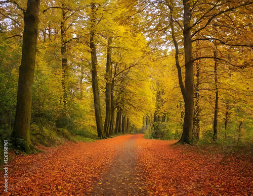 Autumn's Brushstroke Capturing Nature's Vibrant Landscapes for Timeless Beauty