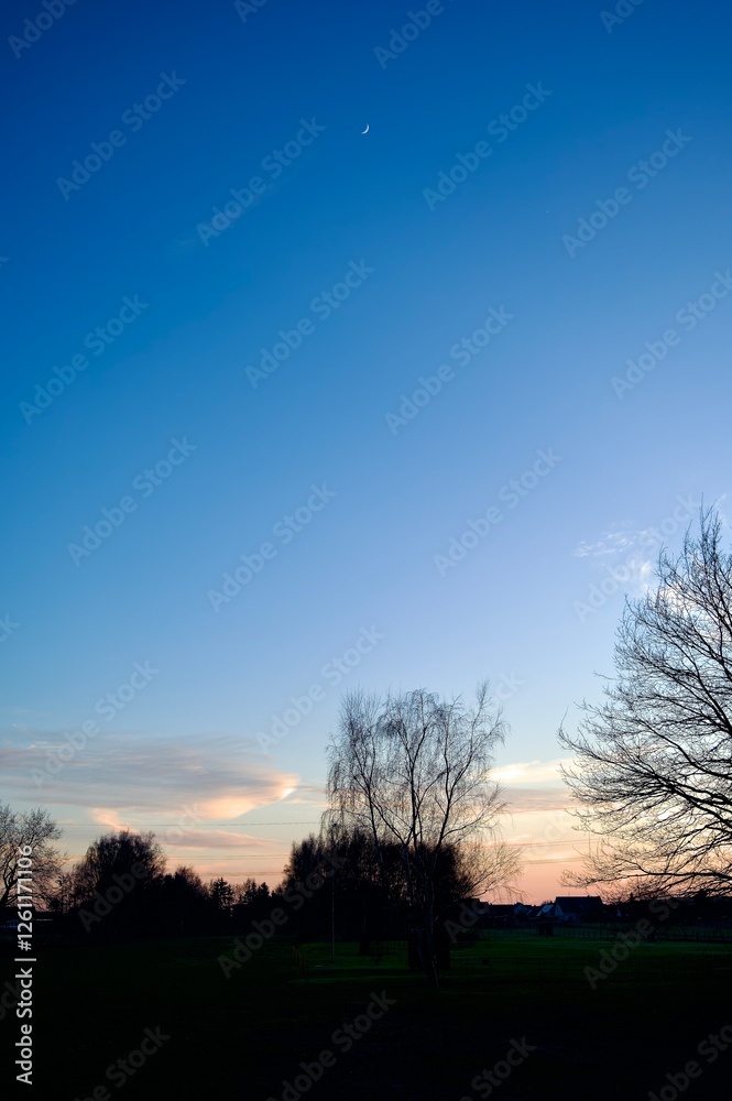 Obraz premium sunset in the forest