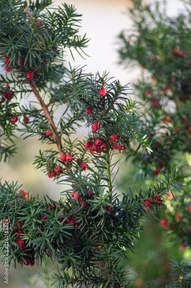 Taxus baccata European yew is conifer shrub with poisonous and bitter red ripened berry fruits, green needles