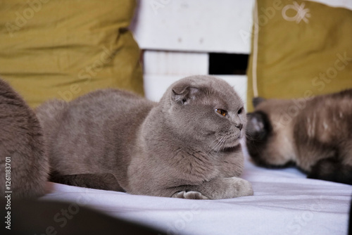 Cute folded-ear cat resting on a comfortable bed photo