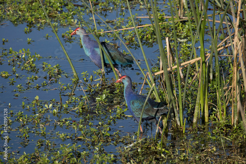 Western Swamphen

