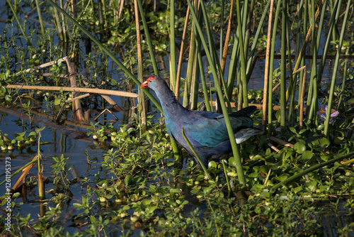 Western Swamphen in a swamp photo