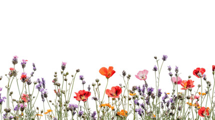 Colorful wildflowers blooming on transparent background: vibrant poppy and lavender border
