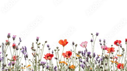 Fototapeta Naklejka Na Ścianę i Meble -  Colorful wildflowers blooming on transparent background: vibrant poppy and lavender border