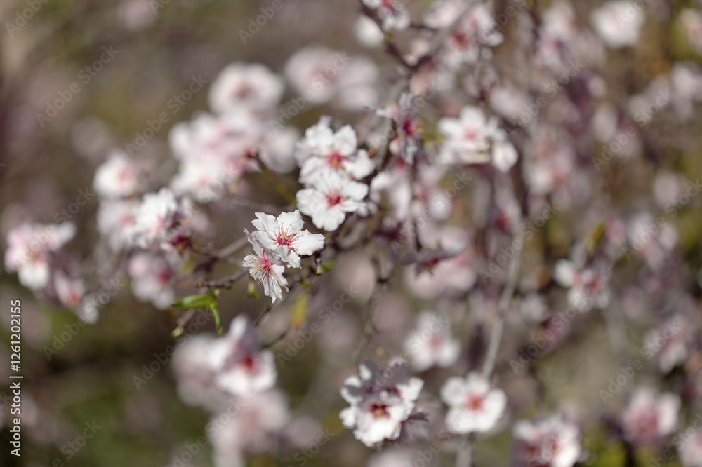 Horticulture of Gran Canaria - almond trees blooming in Tejeda Horticulture of Gran Canaria - almond trees blooming in Tejeda
