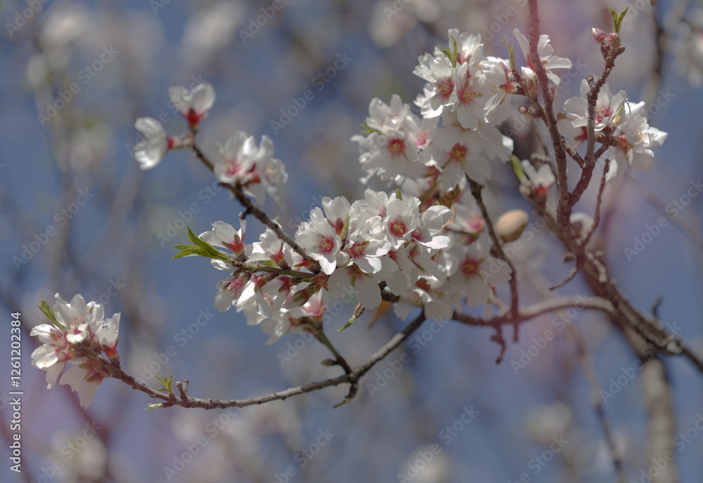 Horticulture of Gran Canaria - almond trees blooming Horticulture of Gran Canaria - almond trees blooming