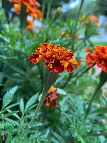 Marigolds