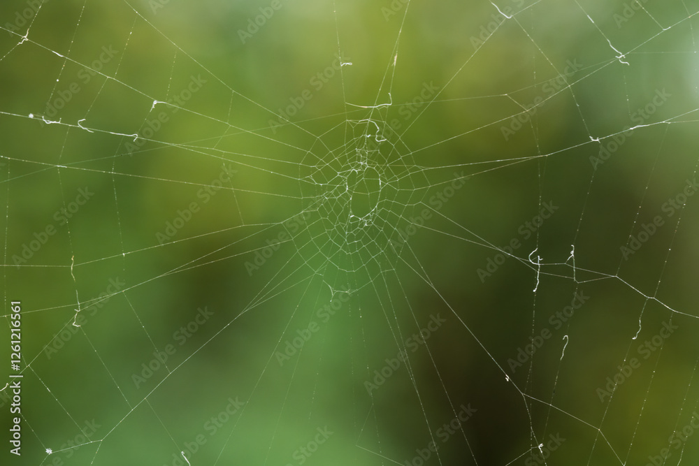 Delicate spider web against a blurred green background
Delicate spider web against a blurred green background
