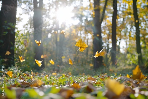 Autumn Leaves Floating in Forest Sunlight photo