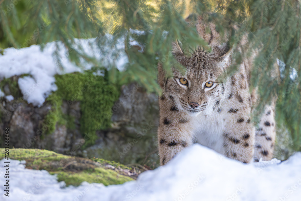 Obraz premium Luchs