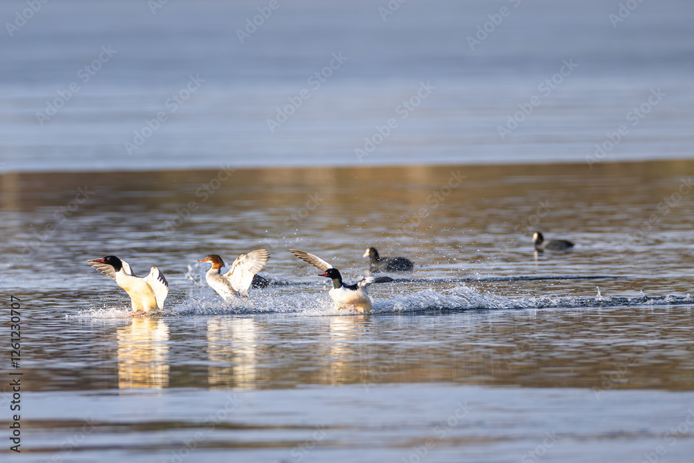 Gänsesäger