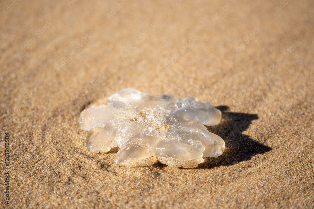 Transparent Jellyfish Resting on Sandy Beach Under the Sun Transparent Jellyfish Resting on Sandy Beach Under the Sun