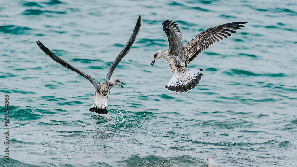Fototapeta premium Two seagulls fighting over the fish in the sea