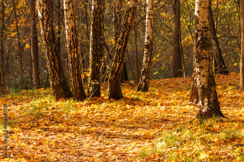 Golden autumn leaves blanket a serene forest with birch trees shining in the warm afternoon light Golden autumn leaves blanket a serene forest with birch trees shining in the warm afternoon light