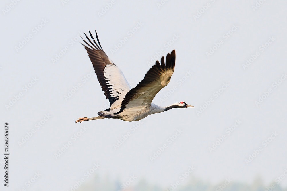 Obraz premium canadian goose in flight
