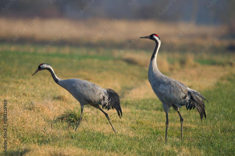 grey crowned crane grey crowned crane