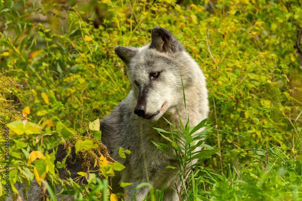 Grey wolf (Canis lupus) also known in north america as Timber wolf Grey wolf (Canis lupus) also known in north america as Timber wolf