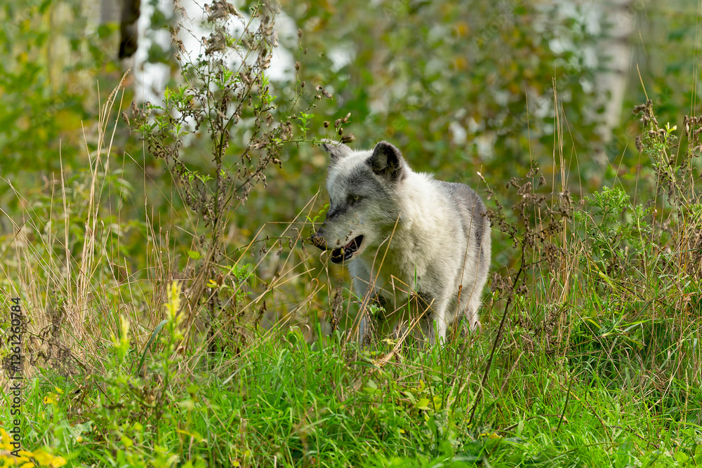Grey wolf (Canis lupus) also known in north america as Timber wolf Grey wolf (Canis lupus) also known in north america as Timber wolf