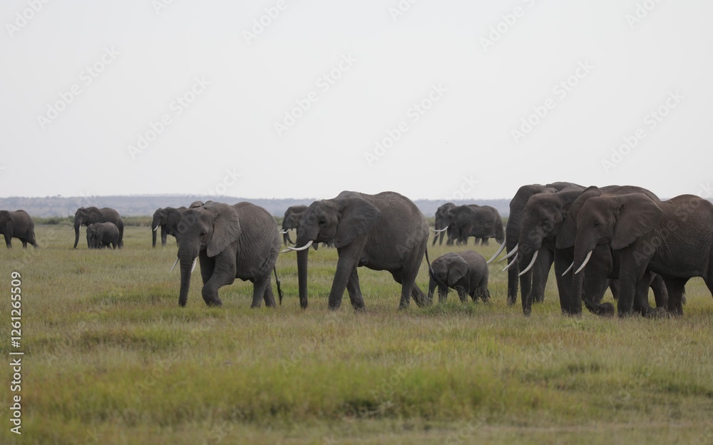 Fototapeta premium Troupeau d'éléphant avec bébé - Kenya 