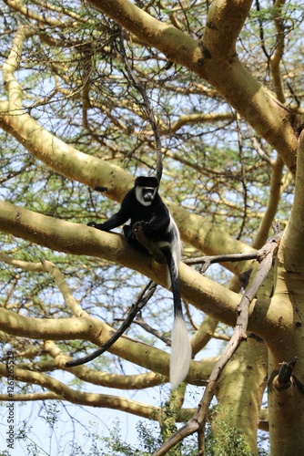 Colobus guereza - Kenya photo