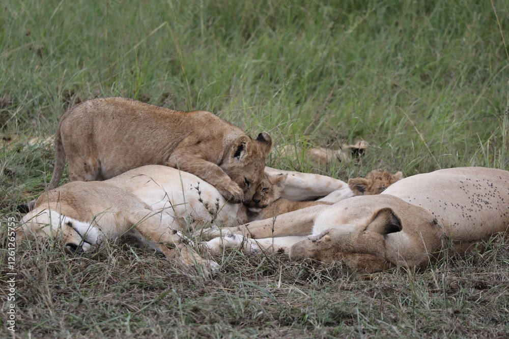 Lionceaux en train d'allaiter - Masaai Mara Lionceaux en train d'allaiter - Masaai Mara
