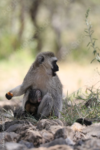 Maman et bébé singe vervet - Hell's gate au Kenya