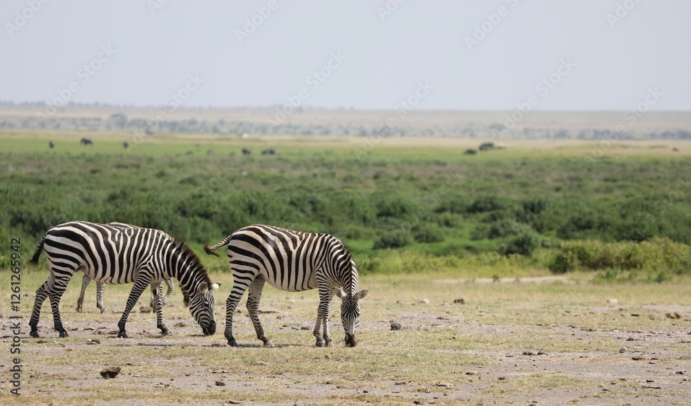 Fototapeta premium Deux zèbres à Hell's gate - Kenya