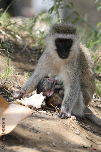 Maman et bébé singe vervet - Kenya