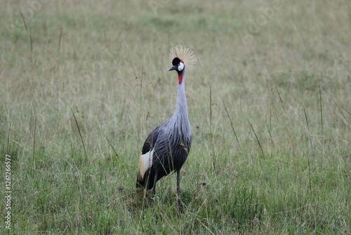 Une grue couronnée - Kenya