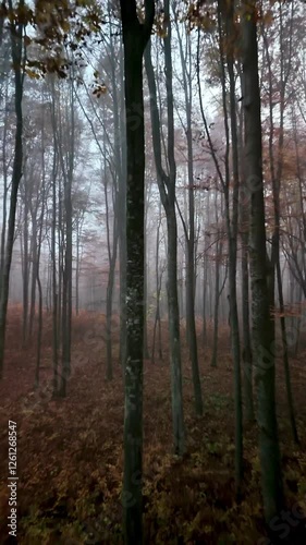 morning in the forest