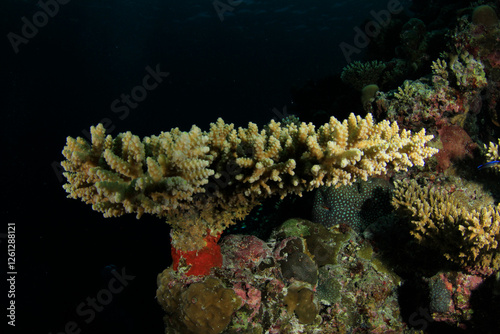 Landscape of hard coral on a night swim in the indian ocean. photo