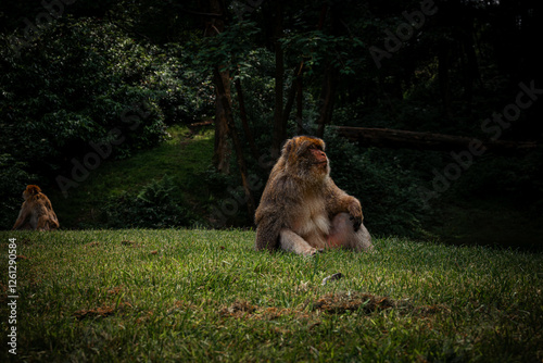 Lone Barbary Macaque Sit On The Meadows At Trentham Monkey Forest England. Close-up Shot	 photo