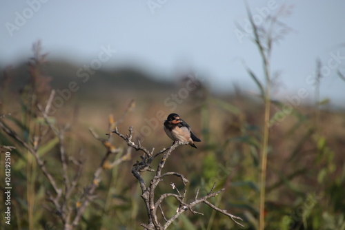 A fledgling Barn Swallow (Hirundo rustica) perches on a branch in the salt marshes of St. Peter-Ording, Germany, waiting for feeding photo