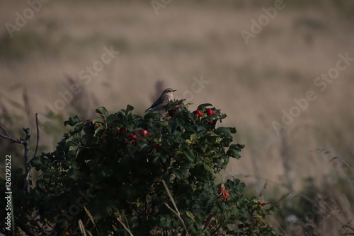 northern wheatear (Oenanthe oenanthe)in the salt marshes of St. Peter Ording