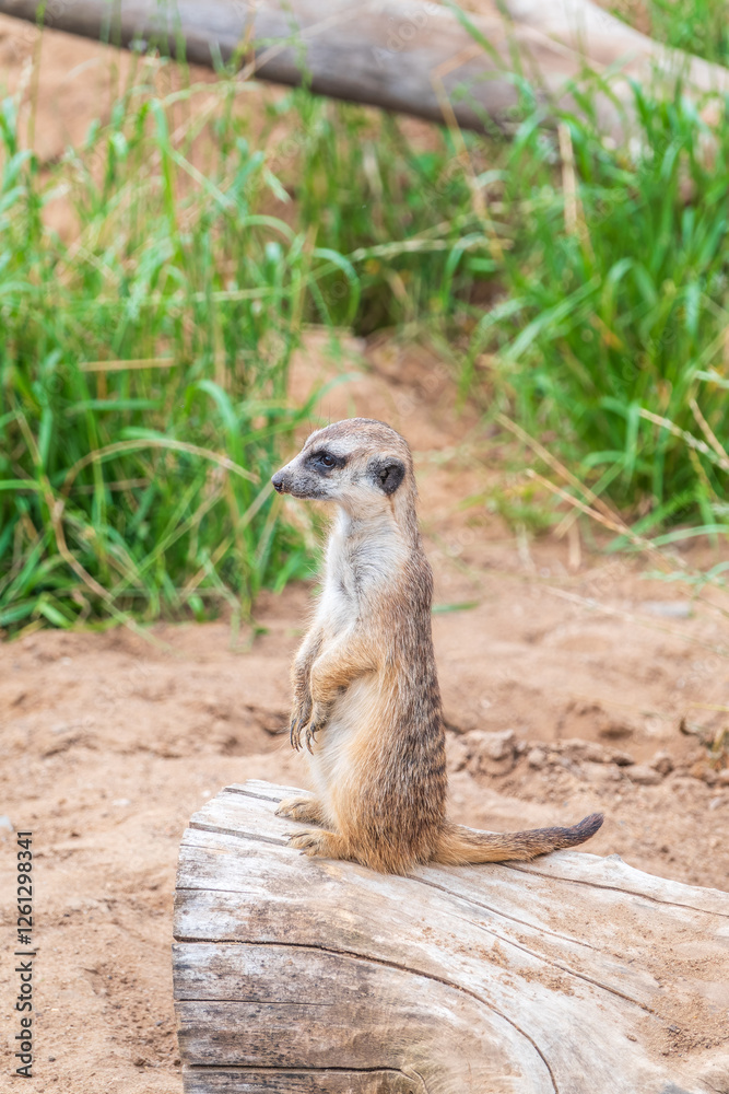 Fototapeta premium Meerkat, Suricata suricatta, on hind legs. Portrait of meerkat standing on hind legs with alert expression. Portrait of a funny meerkat sitting on its hind legs.